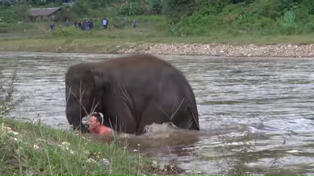 An elephant stands in shallow water near a riverbank, with a person partially submerged in the foreground.
