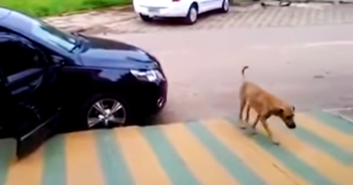 Dog Wows More Than 6 Million People With His Funky Dance Moves, Who Wants to Adopt Him?