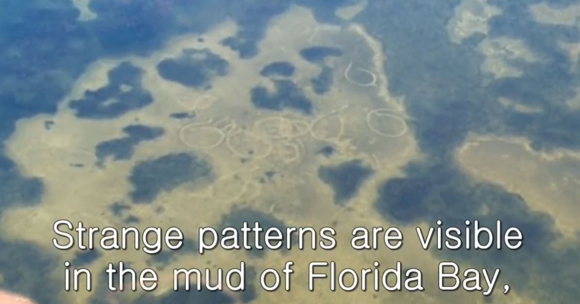 Strange patterns in Florida Bay mud, resembling abstract art or natural formations.