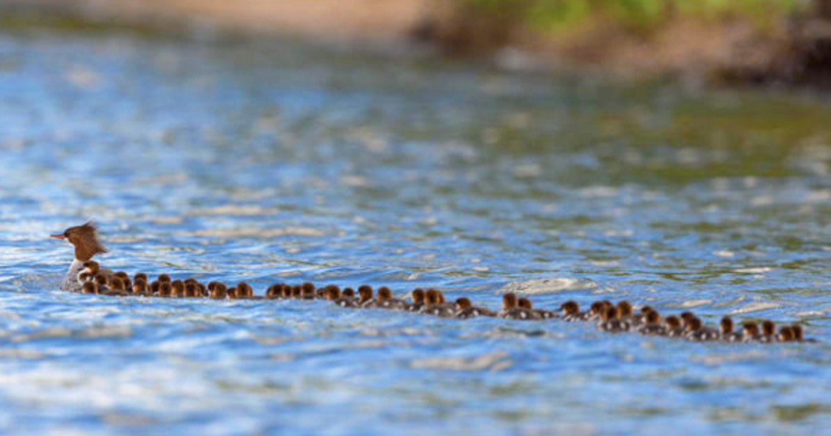 Duck and ducklings