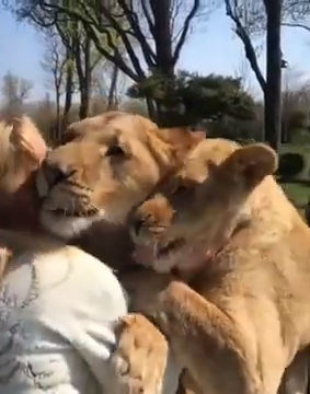 Two lions are affectionately interacting with each other in a natural setting.