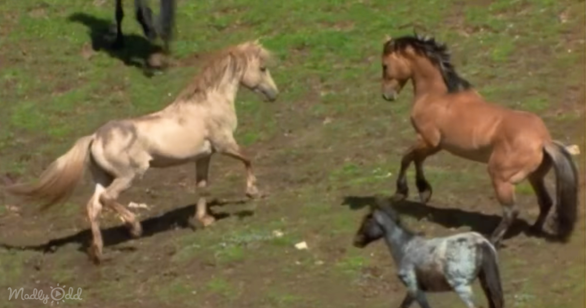Two horses are playfully interacting on a grassy field, with a foal nearby.
