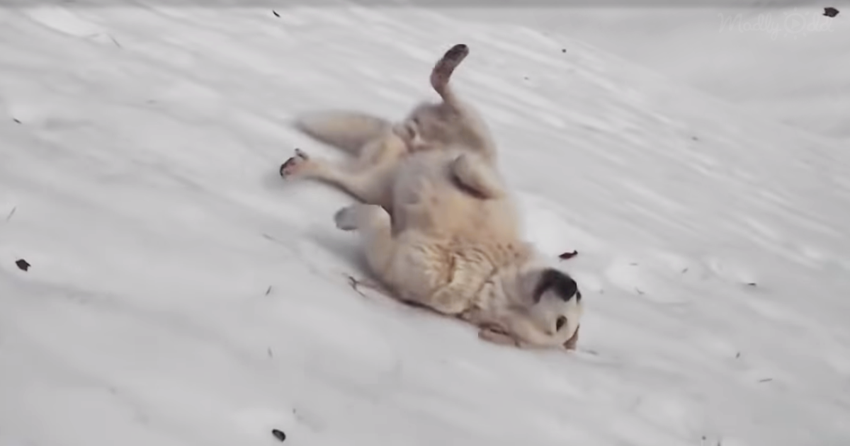 They Find Their Dog Playing in the Snow and the Game He Invents Has Everyone Laughing!