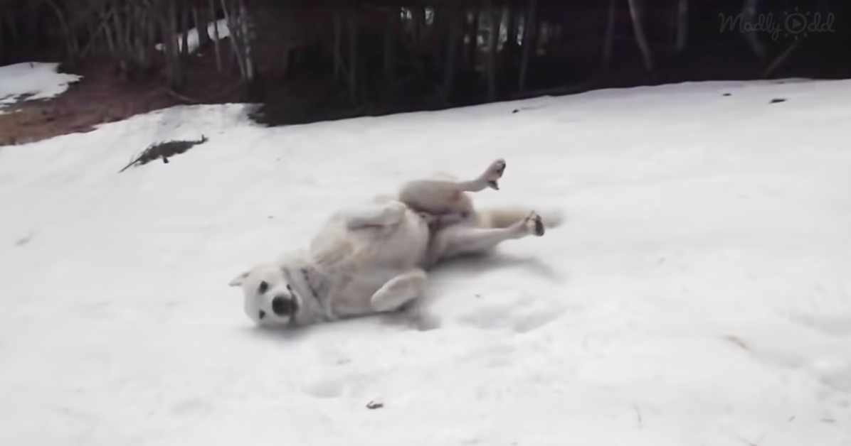 dog plays in snow hill