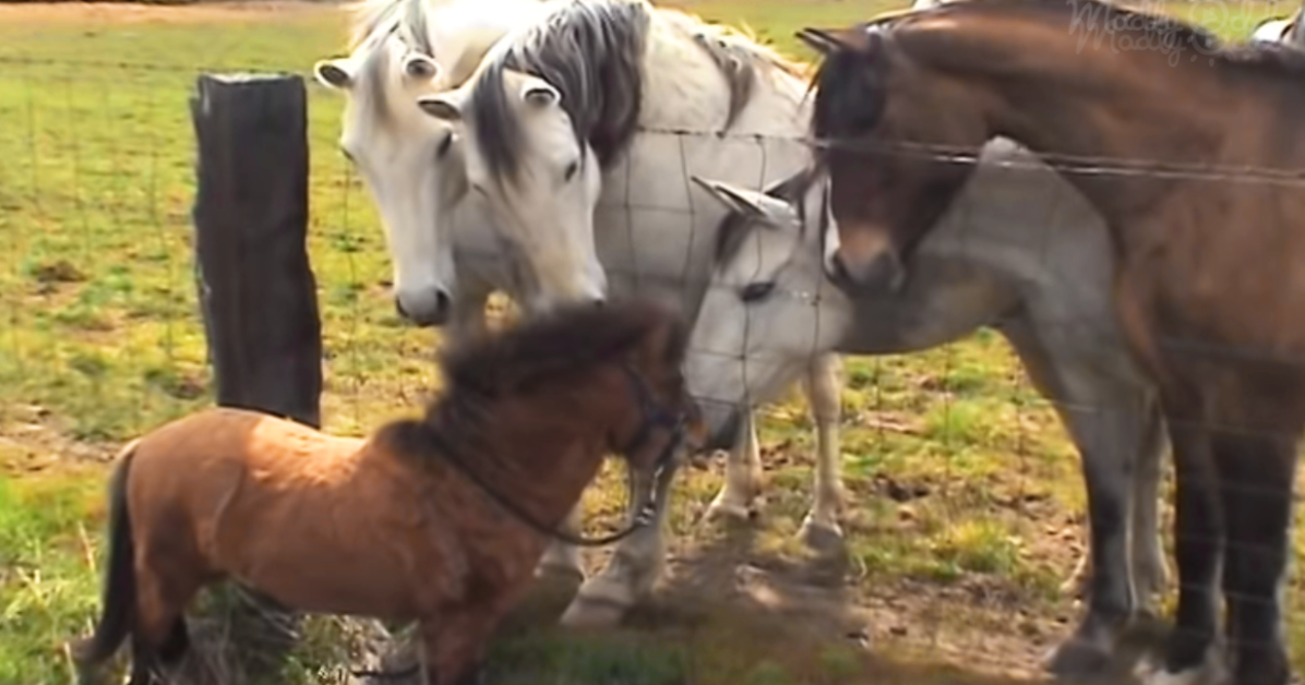 A small brown pony stands in front of a fence, facing a larger white horse and a brown horse behind it.