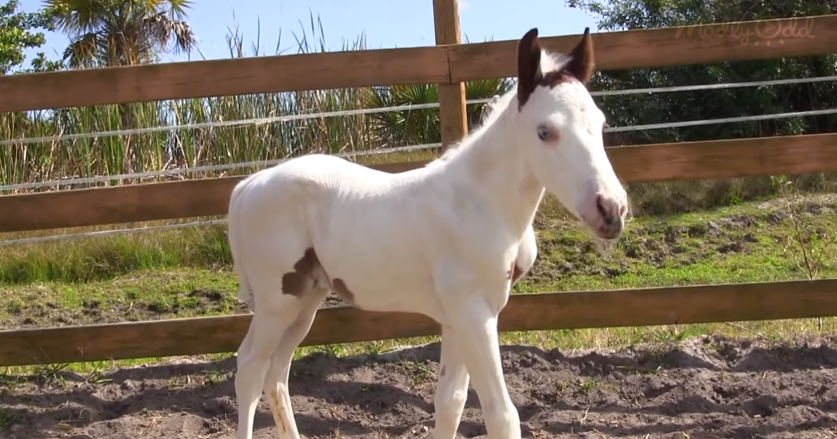 Rare White Warhorse