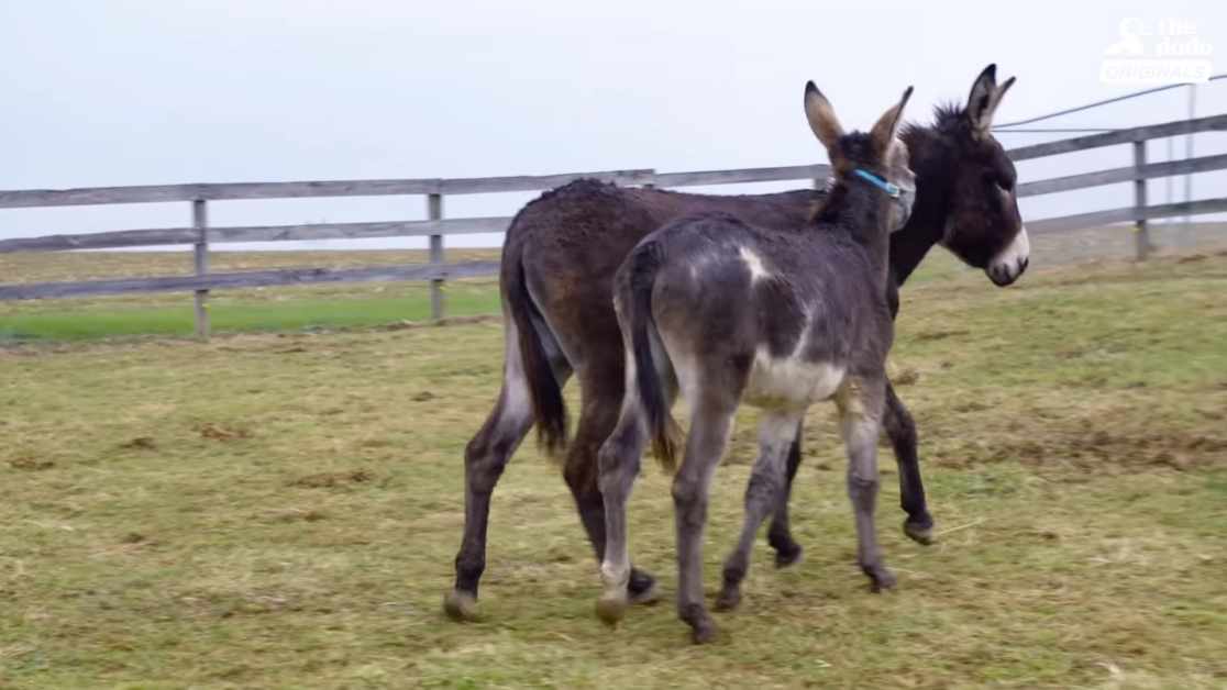 Two donkeys stand together in a grassy field, with one wearing a blue halter, near a wooden fence.