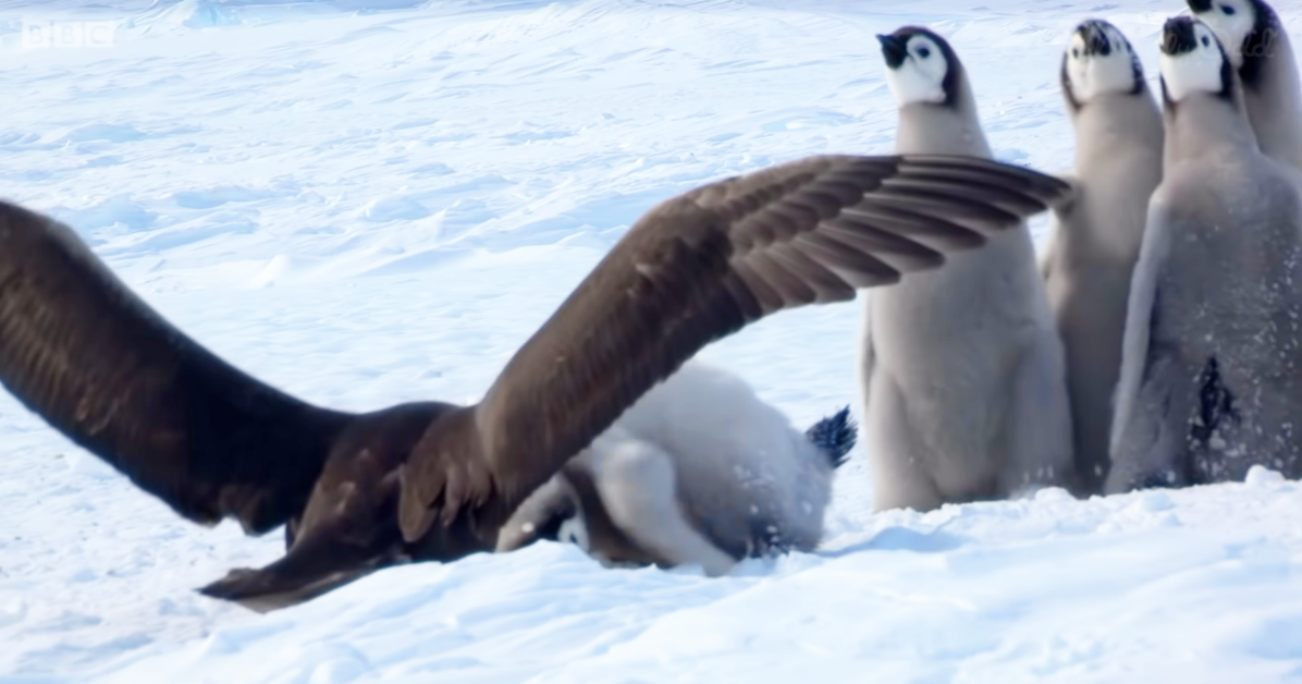 A penguin is being attacked by a bird with outstretched wings in a snowy environment.