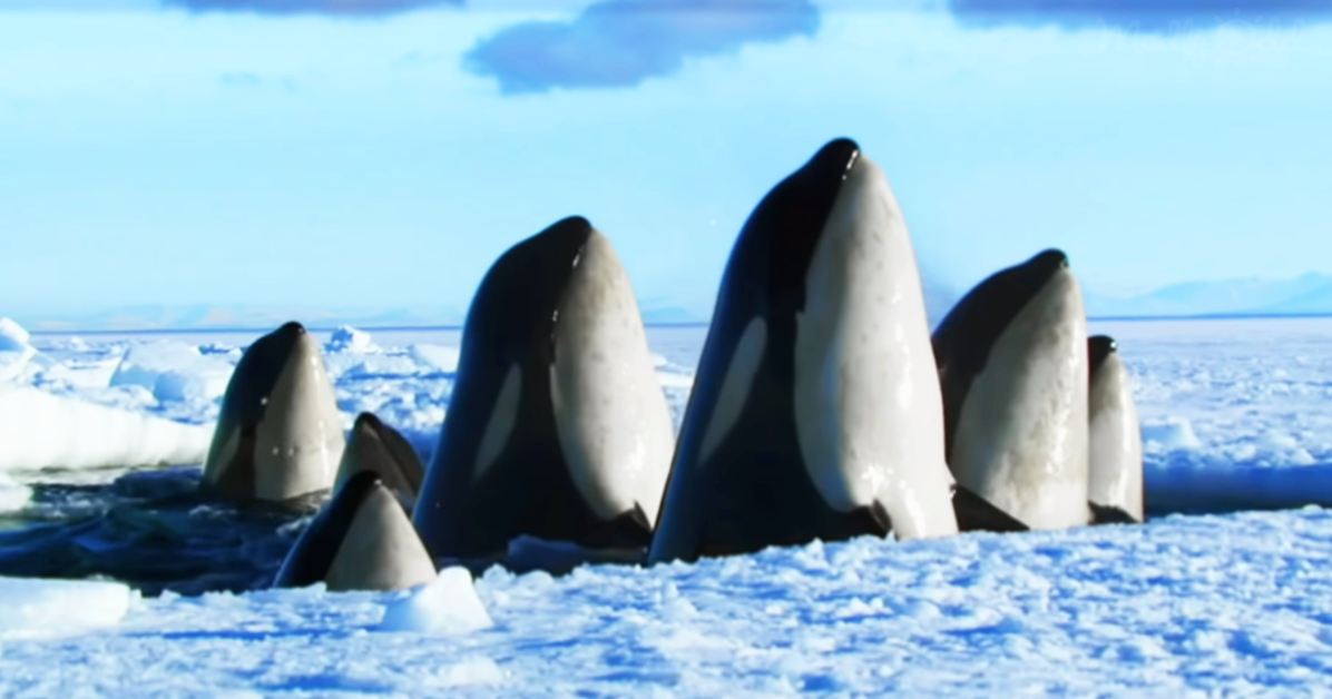 A pod of orcas with their distinctive white and black coloration is visible, with their dorsal fins prominently displayed...