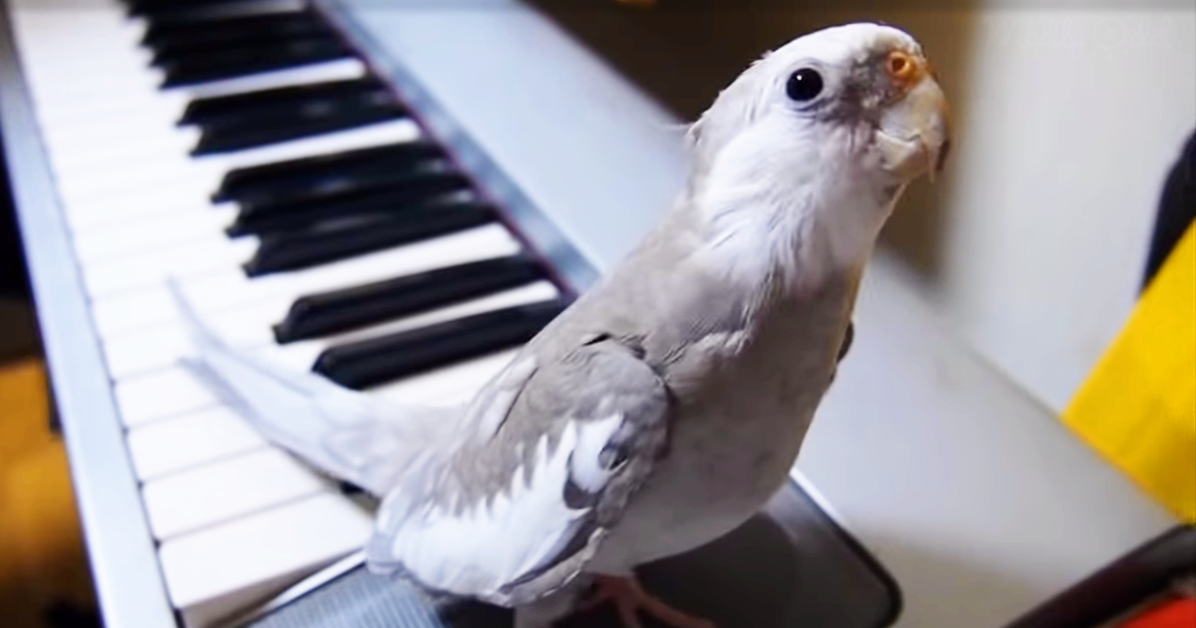 Cockatiel on keyboard