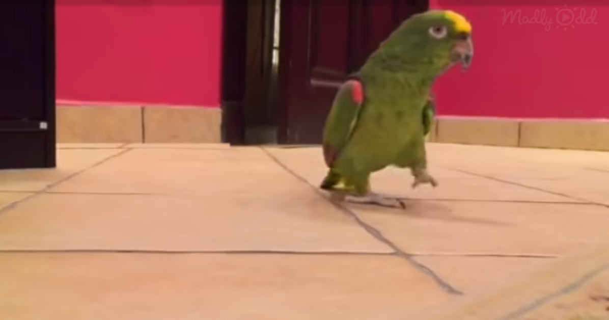 A green parrot with a yellow head stands on a tiled floor, looking to the right.