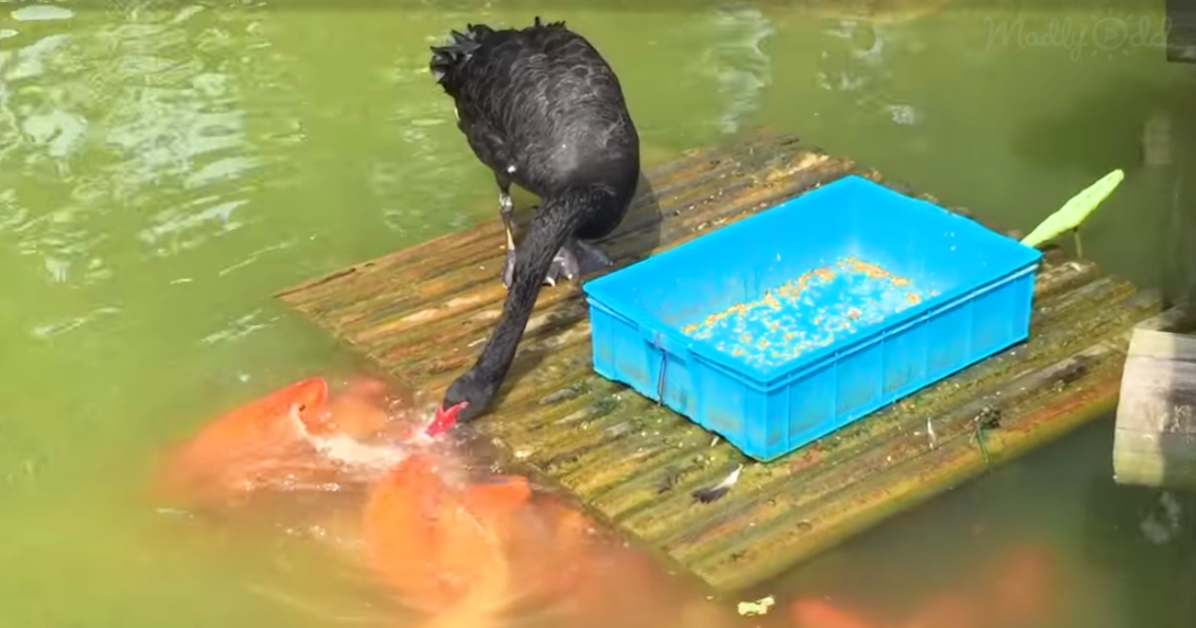 Swan Feeding Fish