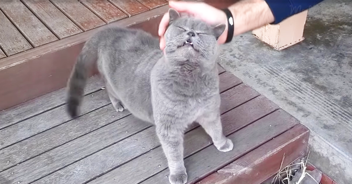 A gray cat is being petted on its head by a person on a wooden deck.