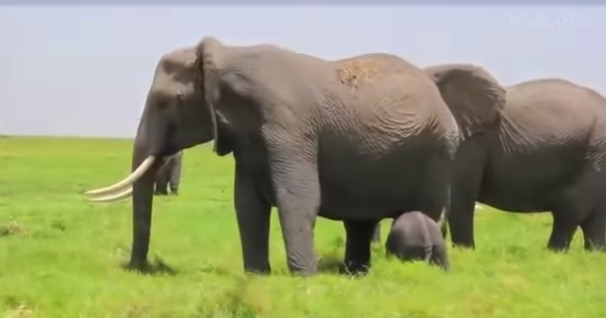 A large elephant with prominent tusks stands on a grassy plain, accompanied by another elephant in the background.