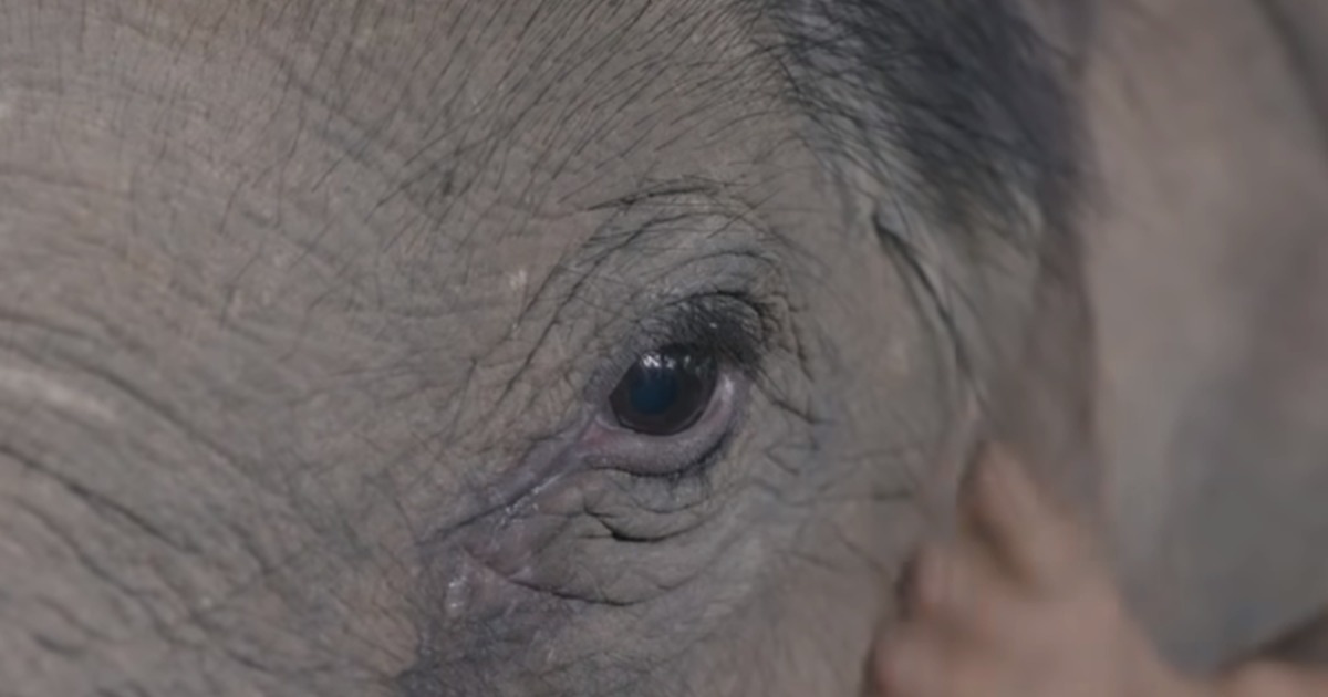 Without a Mommy, Orphaned Baby Elephant Won''t Stop Crying Until Woman Sings Him a Lullaby