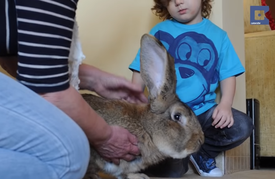 A child in a blue monkey shirt holds a rabbit while an adult pets it.
