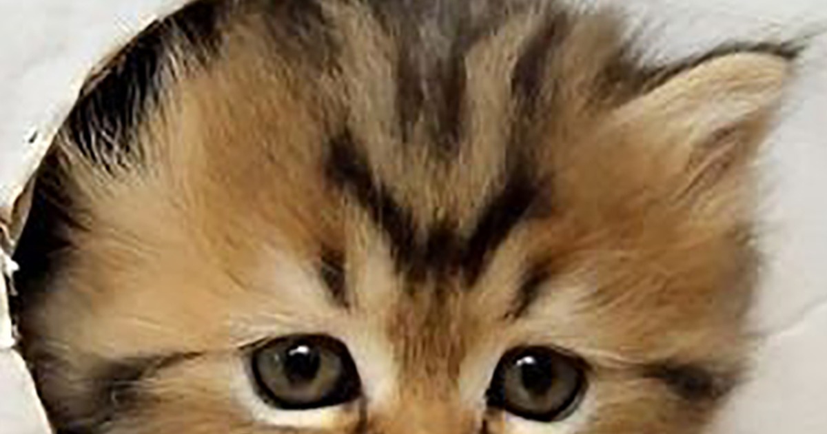 A cute kitten with a surprised expression is featured in a video thumbnail.