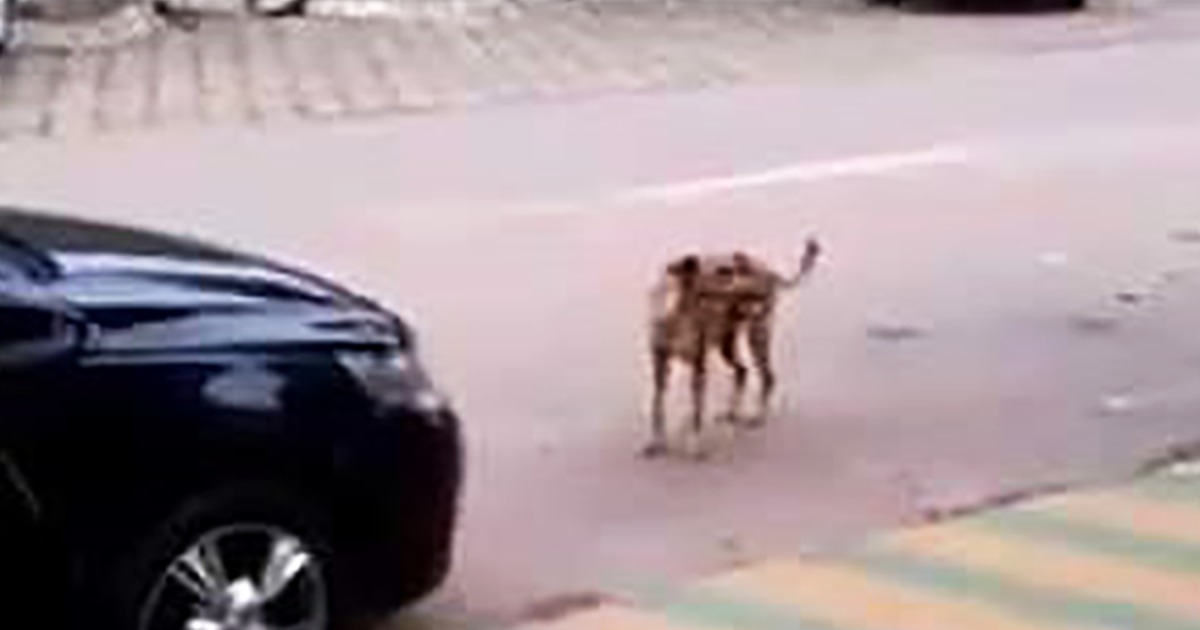 A Car Parked Right in Front of That Dog, but When He Heard the Music Coming out of the Car?