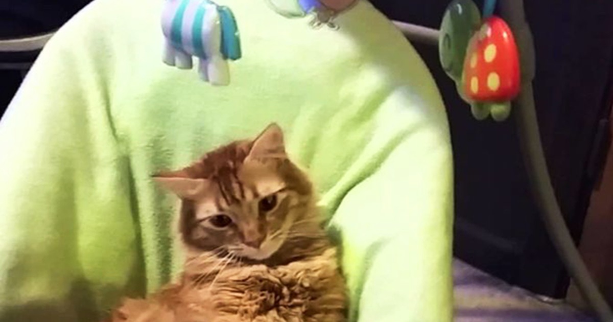 This Cat Discovers Ultra Comfy Musical Baby Cradle. Decides Never to Leave It... Hilarious!