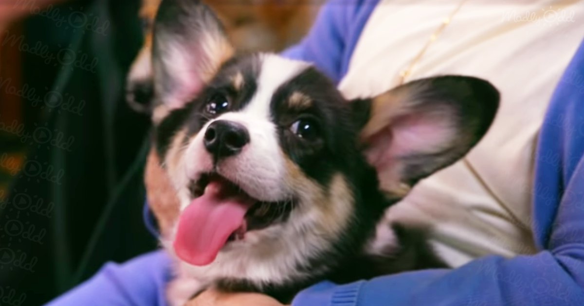 Can Puppies Fix Boredom? a Retirement Home, a Gym, and a Preschool Find Out.