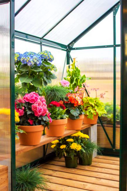 A greenhouse shelf displays vibrant potted flowers and plants, including hydrangeas and begonias, in terracotta pots.