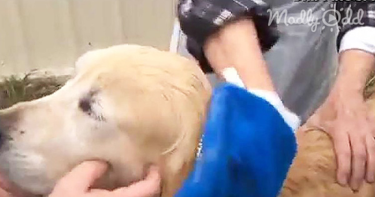 A Golden Retriever receives a bath, with a person holding its head while another holds its body.