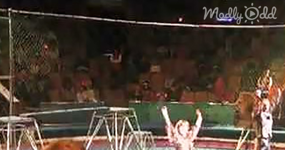A lion in a circus arena pokes a trainer, who is now on the ground, with its paw.