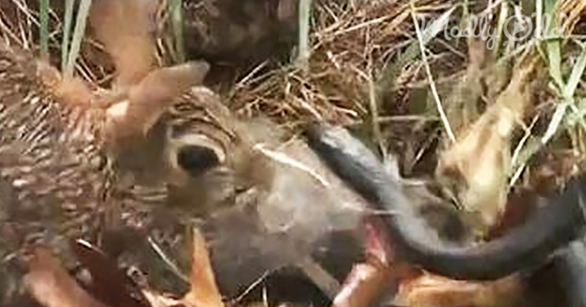 Rabbit Saw a Snake Enter Her Babies'' Nest. but What She Did Next? My Heart Stopped