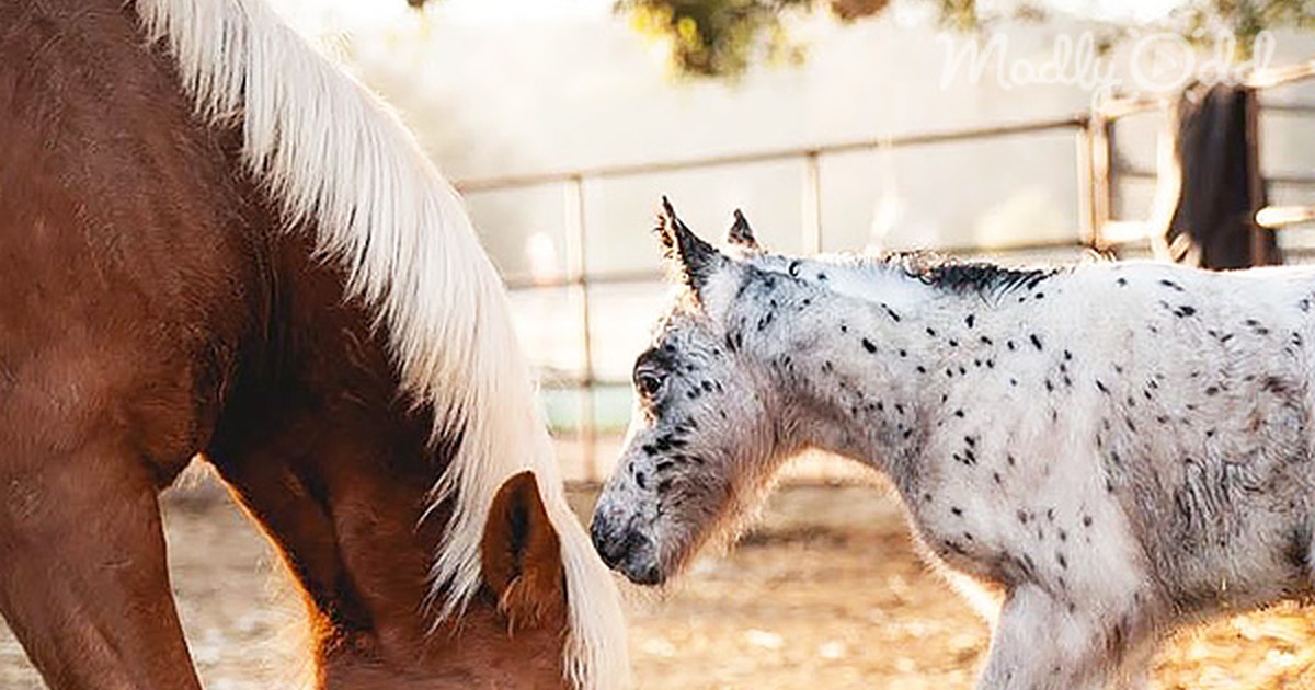 This Rare Spotted Foal Will Take Your Breath Away. Keep a Close Eye When This Happens! Wow!