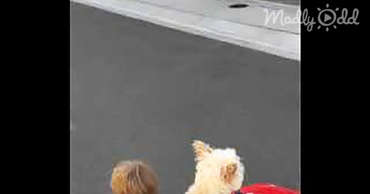 Toddler & His Cute Dog Take Their Car for a Ride. Wait Till You See Who''s Driving! Rofl!
