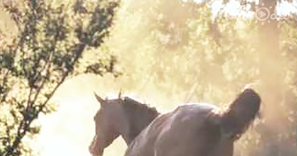 A horse runs freely, kicking up dust, with text overlay about being filmed and starting to run.