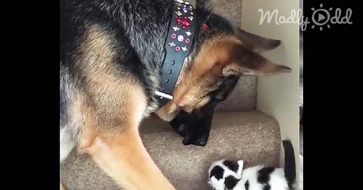 Kitten Can''t Walk up the Stairs, so Her Dog Friend Did the Only Rational Thing
