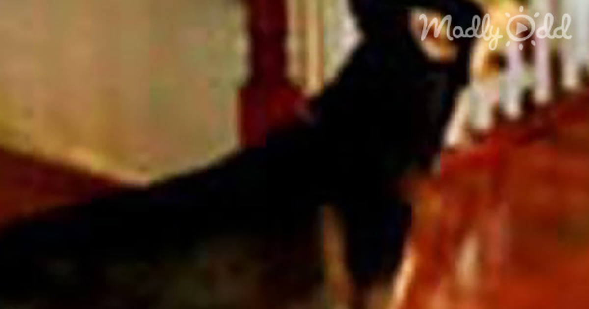 They Ask Their Dog if She''s Stupid. What She Replies? Absolutely Priceless!