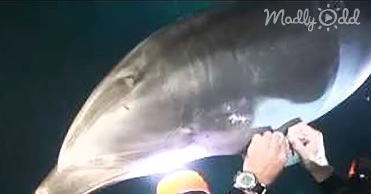 That Poor Dolphin Has Fishing Hook Stuck to Its Fin. but I Still Can''t Believe What This Man Did...