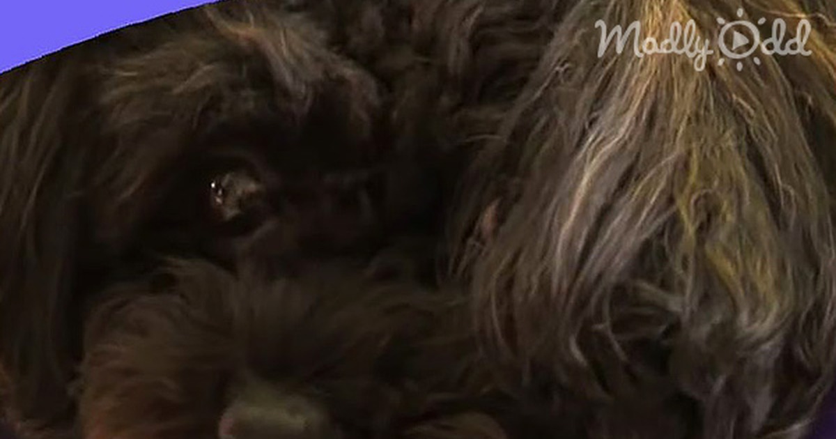 Everyday This Dog Roams Around This Nursing Home. When I Knew Why...I Was Completely Speechless