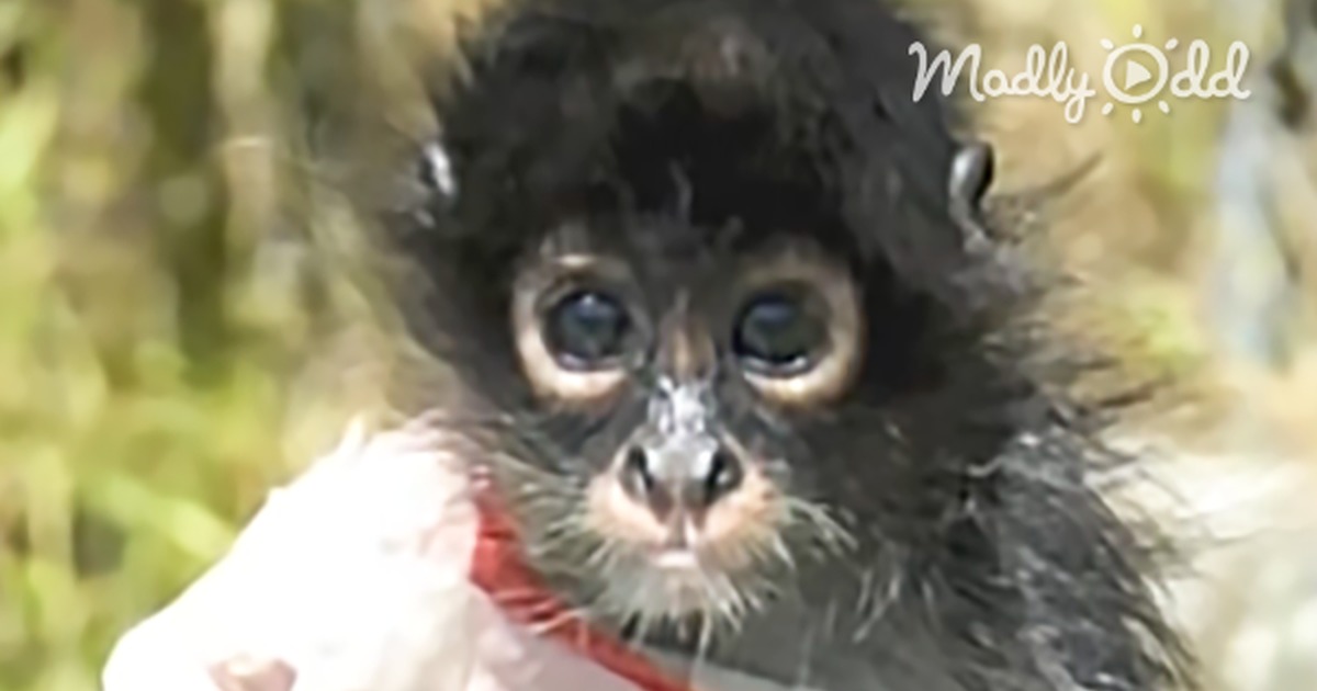 A baby monkey, wearing a red and white shirt, is featured in a story about its survival from poaching in Belize.
