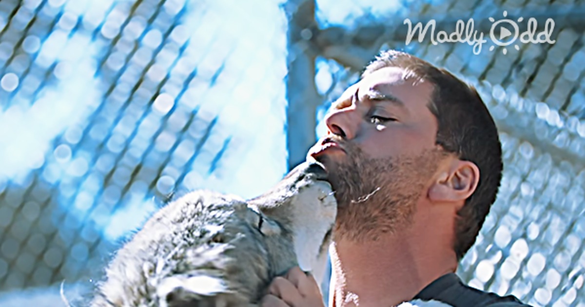 This War Veteran Suffers From Ptsd; His Best Therapy Is This Wolf