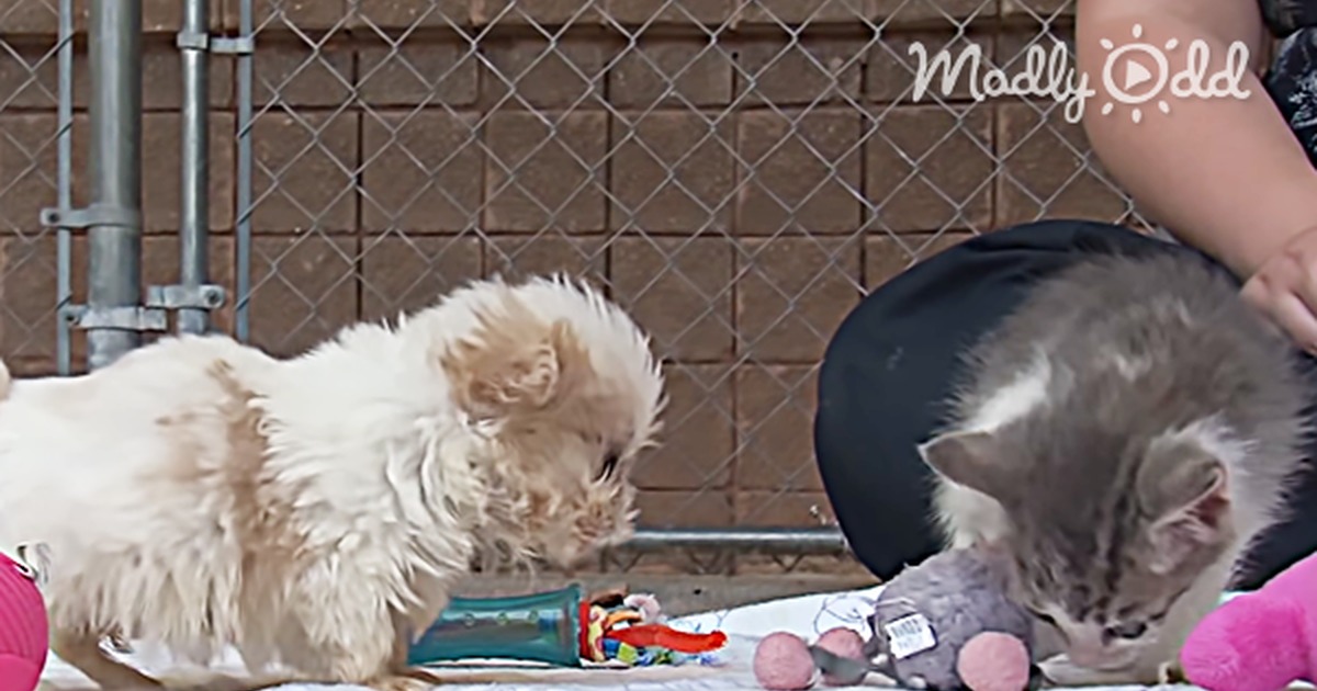 The Cutest Puppy and Kitten Video You Will Watch Today. Too Cute for Words