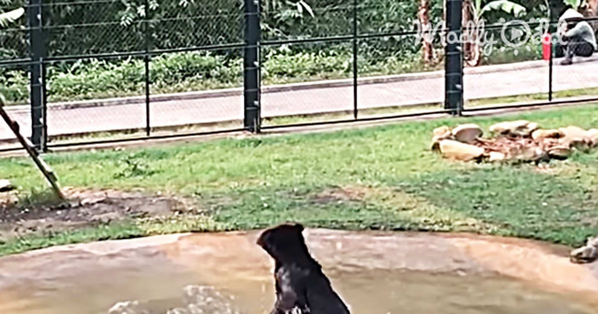 Freed After Years in a Tiny Cage, Tuffy the Bear Jumps for Joy in His Pool