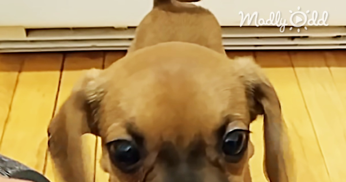 This Adorable Puppy Gets Peanut Butter for the First Time and She Is Overwhelmed With Excitement