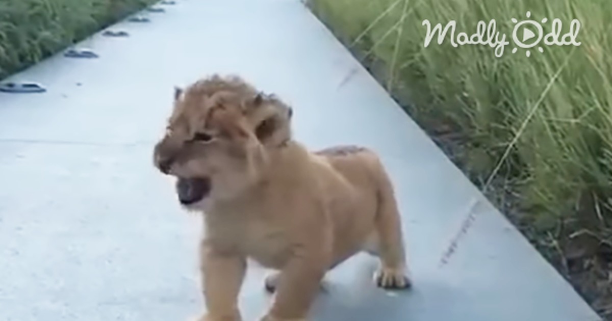 Tiny Lion Cub Does His Best to Frighten the Cameraman. You''ll Roar With Laughter
