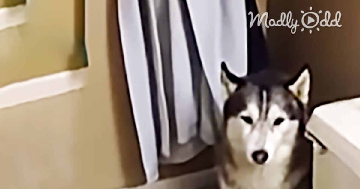 This Husky Throws a Tantrum When Mom Tells Him That It''s Time for the Bath