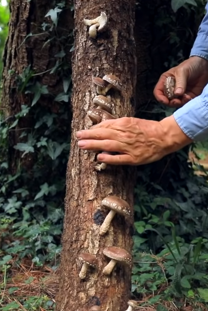 Food Forest Mushrooms