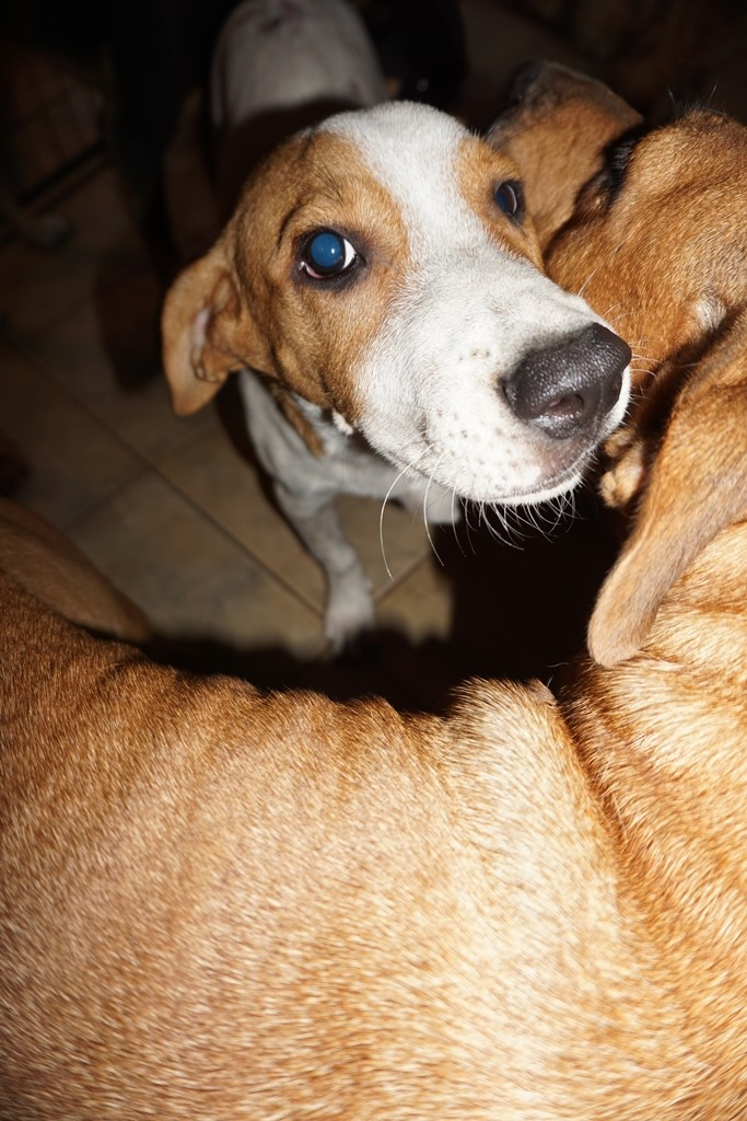 Hurricane Dorian Dogs