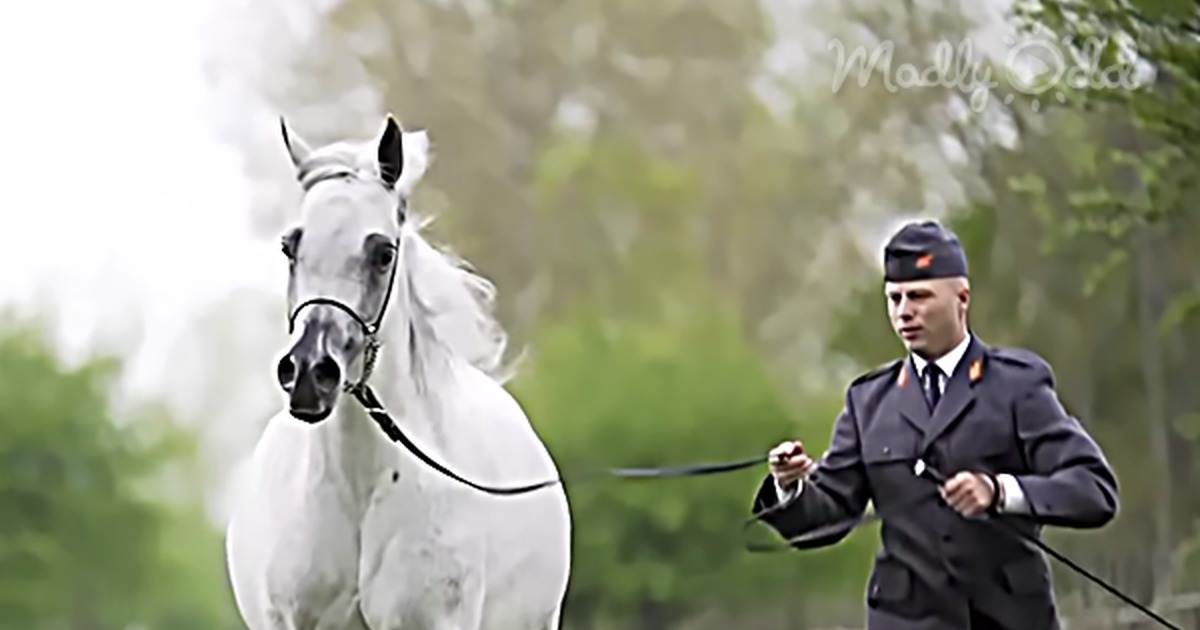 Magnificent Champion Mare, Pepita, Topped the Pride of Poland Sale in 2015