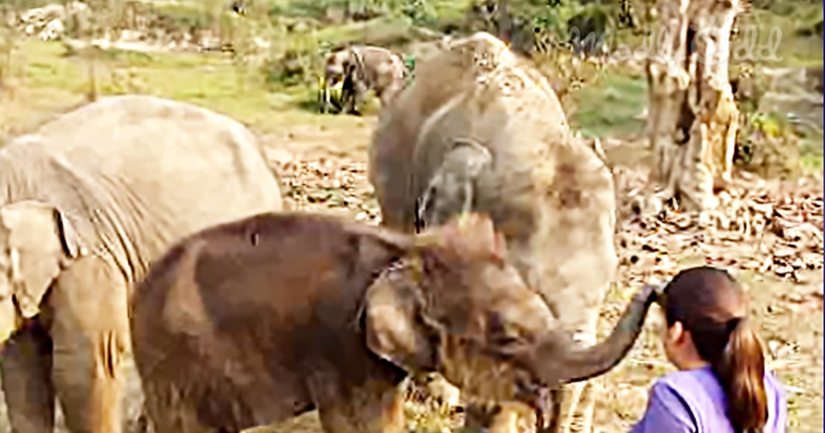 Darling Baby Elephant Is Confused by This Lady''s Lack of Trunk