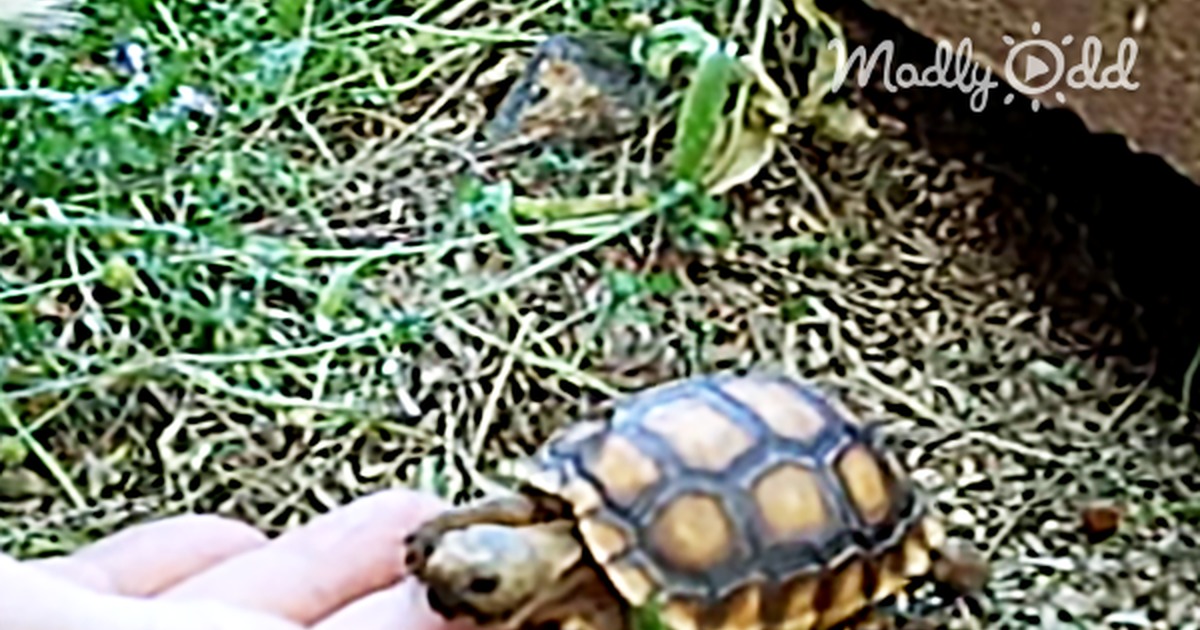 Baby Turtle Comes When Called. We Didn''t Believe It Either, Until We Saw This Video