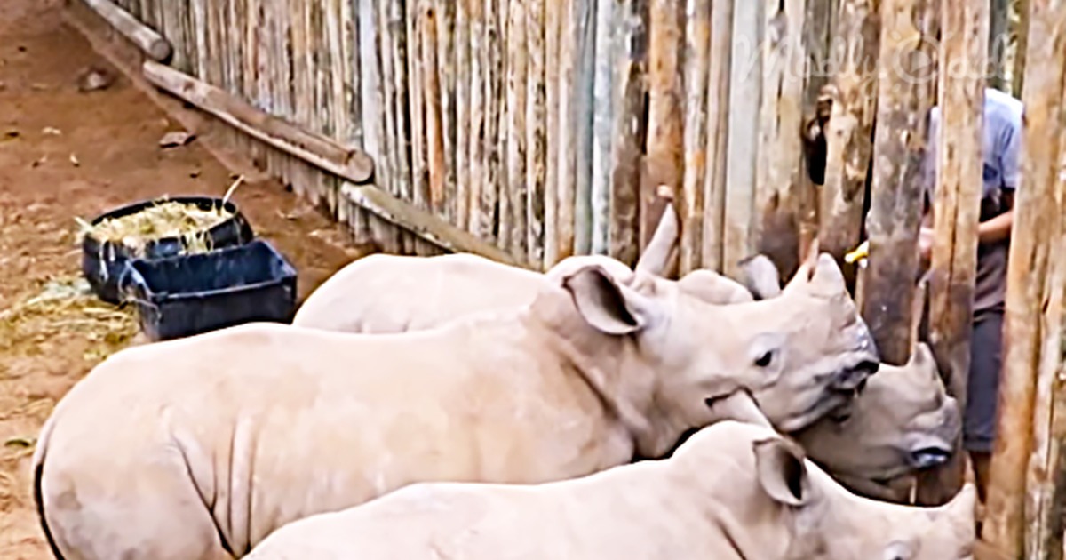 Trio of Rhino Babies Run out of Bottled Milk and the Noises They Make Are Adorable