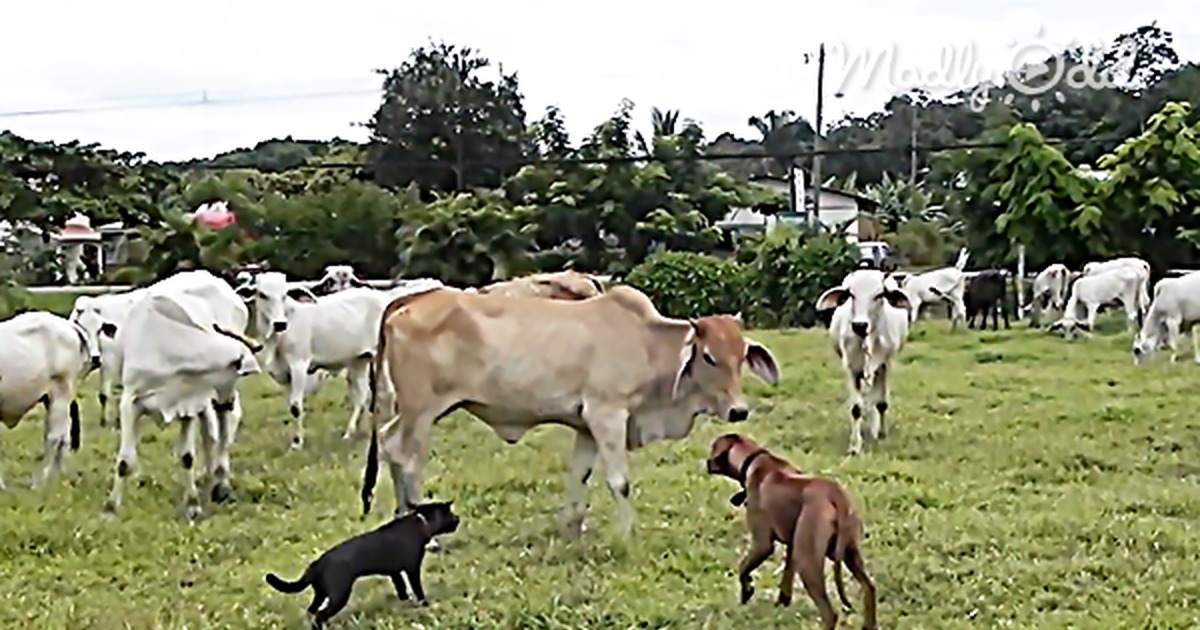 Dogs Standing Firm in Paddock Full of Bulls