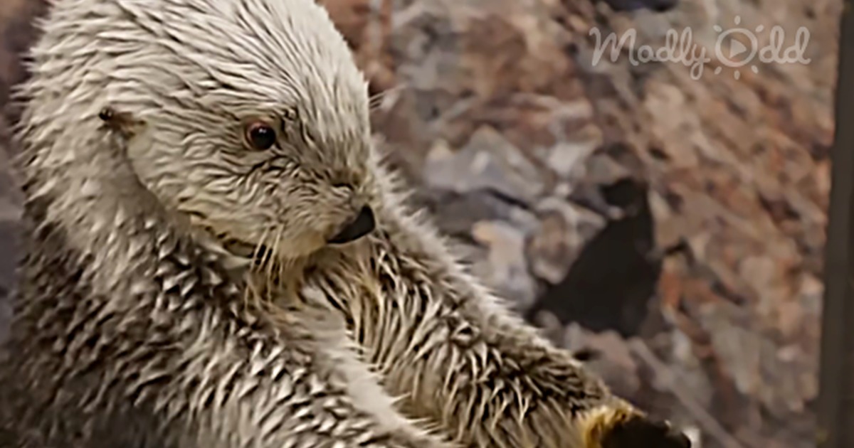 Animal Planet Video Proves Sea Otters Are Just Floppy Water Corgis